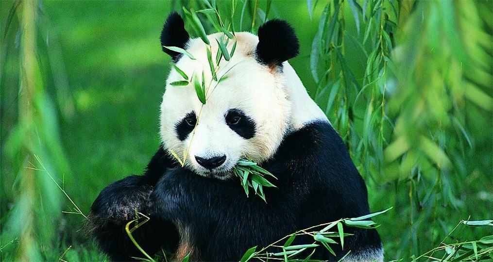 12 days China Pandas Tour